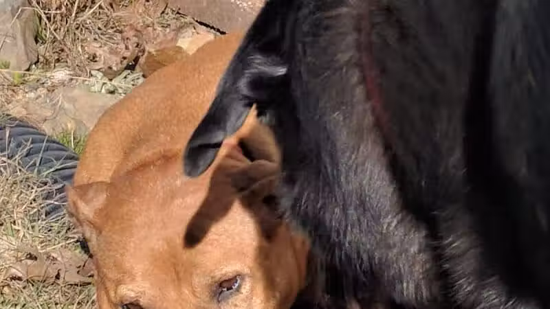 Irondale Dog Park - Irondale, AL
