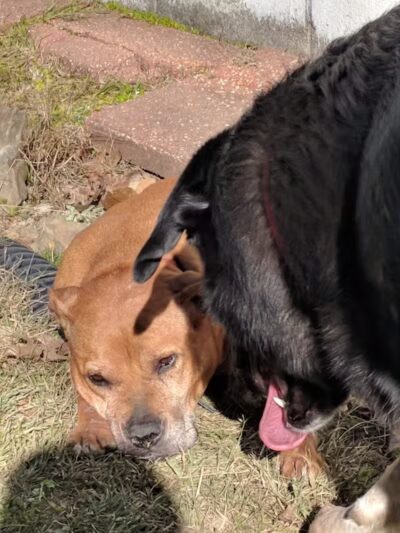 Irondale Dog Park - Irondale, AL