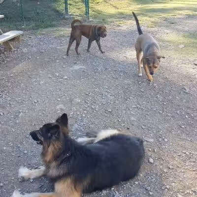 Irondale Dog Park - Irondale, AL