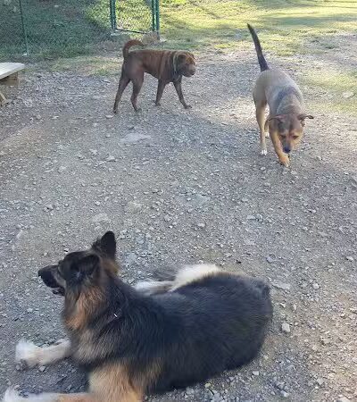 Irondale Dog Park - Irondale, AL