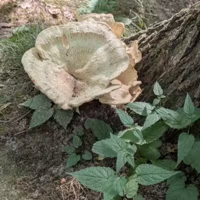 Irondequoit Bay Park West - Irondequoit, NY