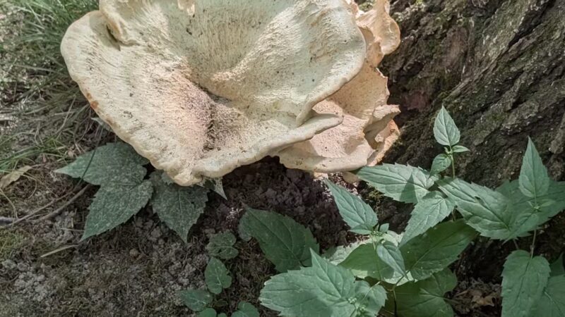 Irondequoit Bay Park West - Irondequoit, NY