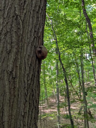 Irondequoit Bay Park West - Irondequoit, NY