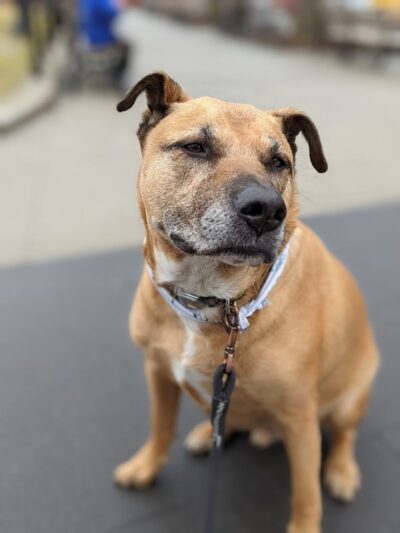 Travers Park - Jackson Heights, NY