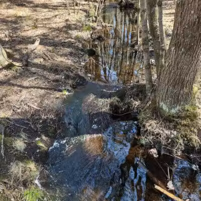 Metedeconk Preserve - Jackson Township, NJ