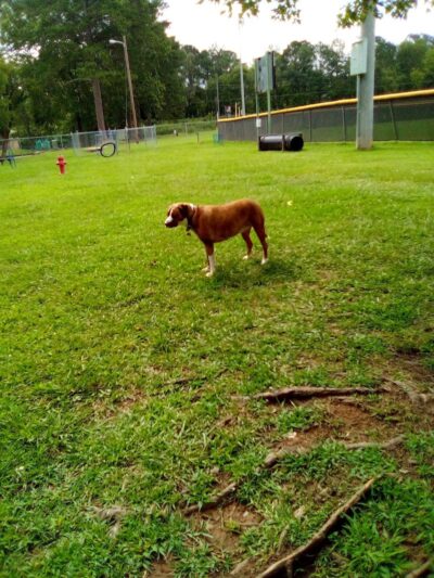 Germania Springs Park - Jacksonville, AL