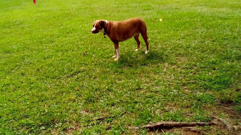 Germania Springs Park - Jacksonville, AL
