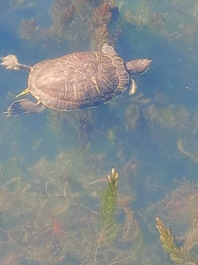 Baisley Park - Jamaica, NY