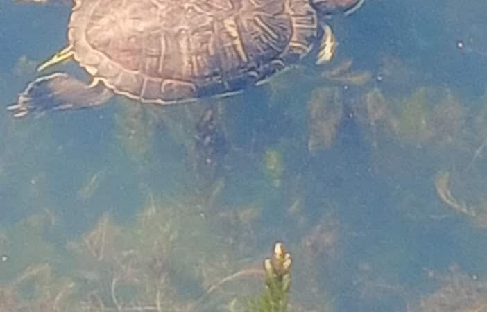 Baisley Park - Jamaica, NY