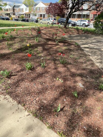 Brinkerhoff Mall - Jamaica, NY