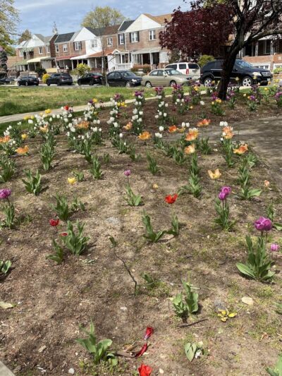 Brinkerhoff Mall - Jamaica, NY