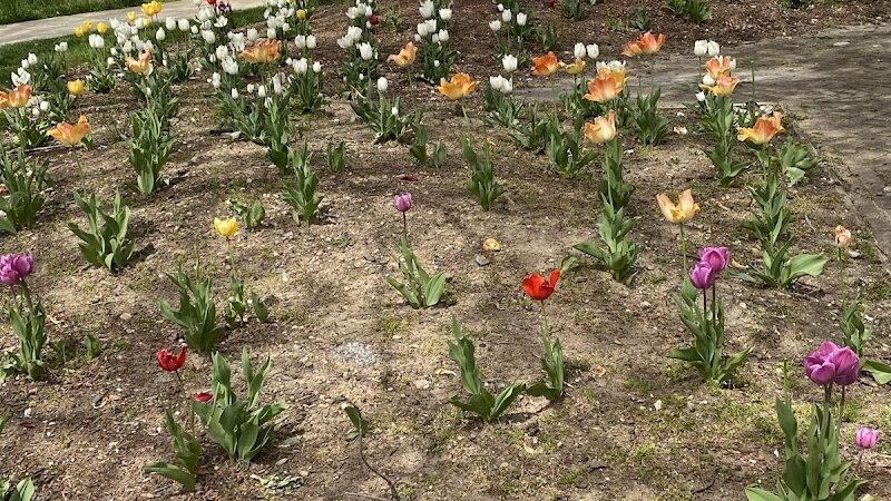 Brinkerhoff Mall - Jamaica, NY