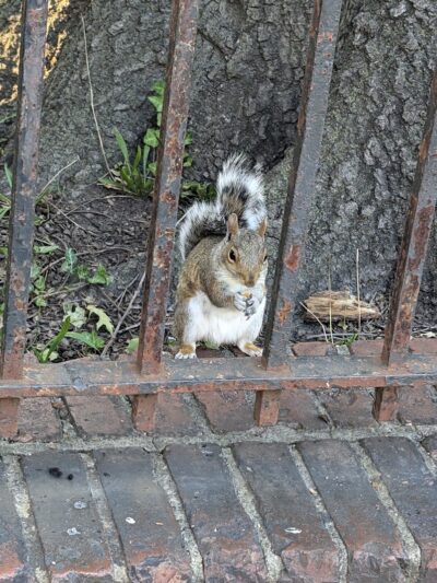 Howard Von Dohlen Playground - Jamaica, NY