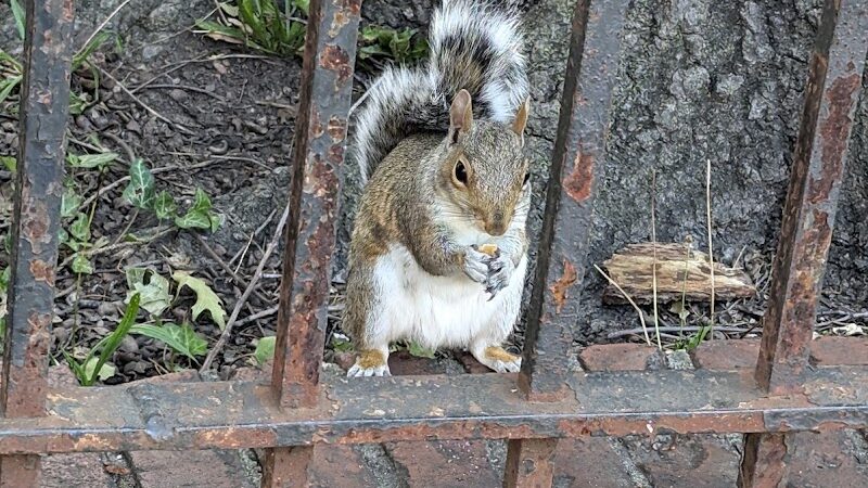 Howard Von Dohlen Playground - Jamaica, NY