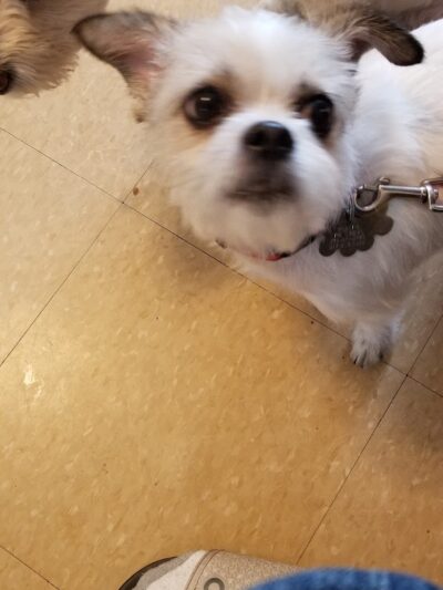 Ozone Park Animal Clinic - Jamaica, NY