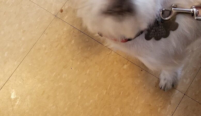 Ozone Park Animal Clinic - Jamaica, NY