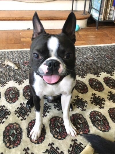 Ozone Park Animal Clinic - Jamaica, NY