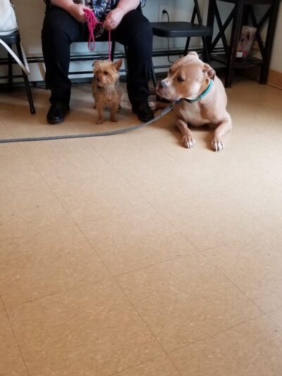 Ozone Park Animal Clinic - Jamaica, NY