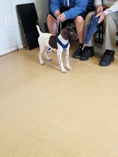 Ozone Park Animal Clinic - Jamaica, NY