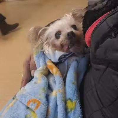 Ozone Park Animal Clinic - Jamaica, NY