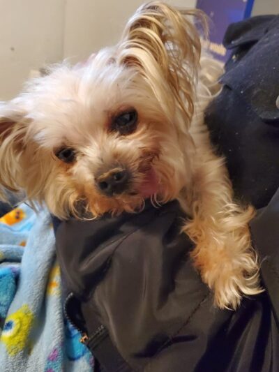 Ozone Park Animal Clinic - Jamaica, NY