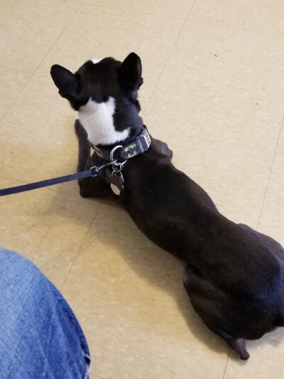 Ozone Park Animal Clinic - Jamaica, NY