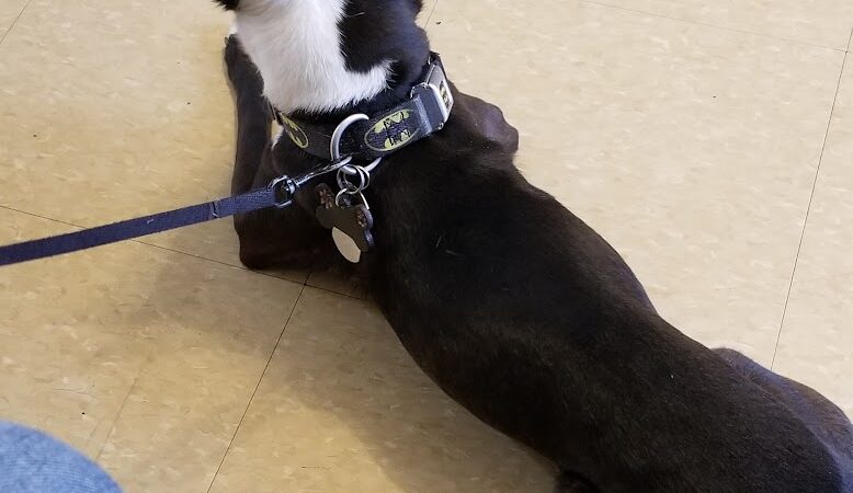 Ozone Park Animal Clinic - Jamaica, NY
