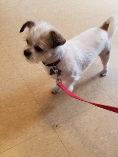 Ozone Park Animal Clinic - Jamaica, NY