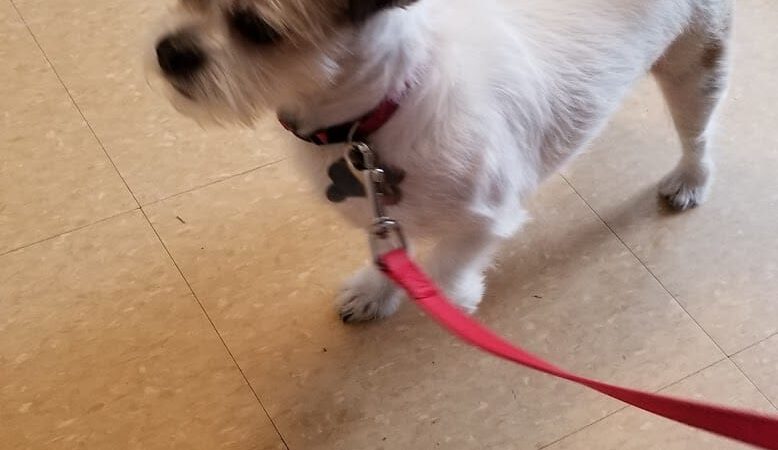 Ozone Park Animal Clinic - Jamaica, NY