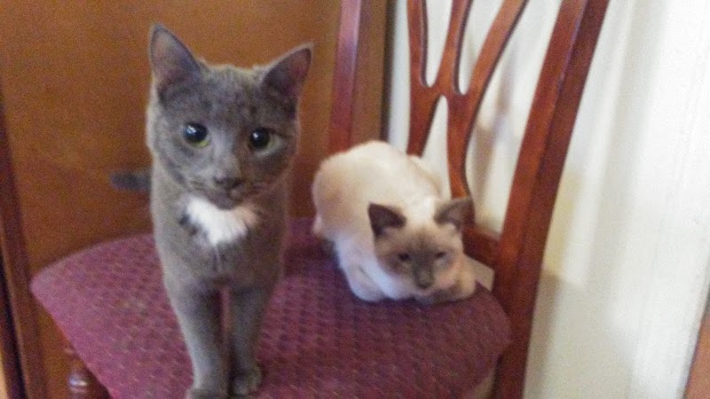 Ozone Park Animal Clinic - Jamaica, NY