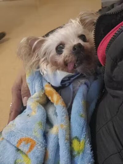 Ozone Park Animal Clinic - Jamaica, NY