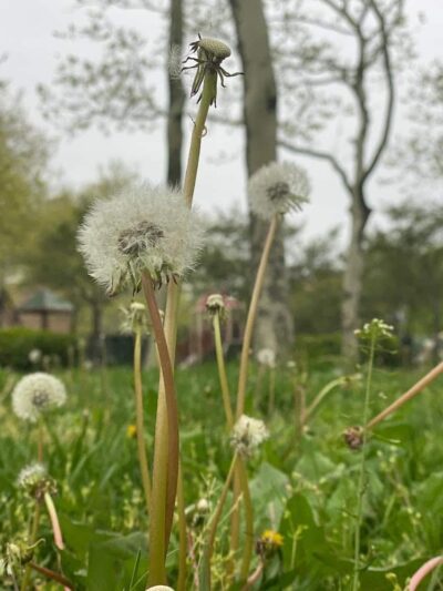 Rochdale Park - Jamaica, NY