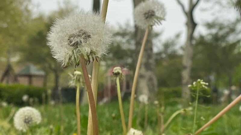 Rochdale Park - Jamaica, NY