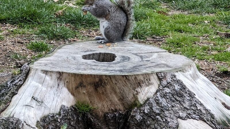 Rufus King Park - Jamaica, NY