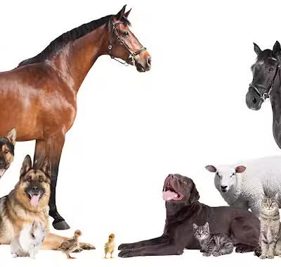 The ARK at JFK - Jamaica, NY