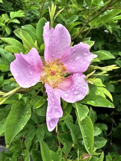 Water Hole Trail Head - Jamaica, NY