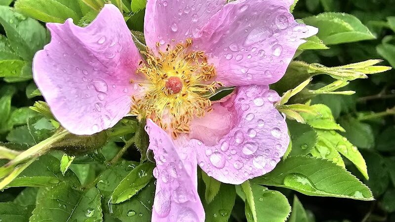 Water Hole Trail Head - Jamaica, NY