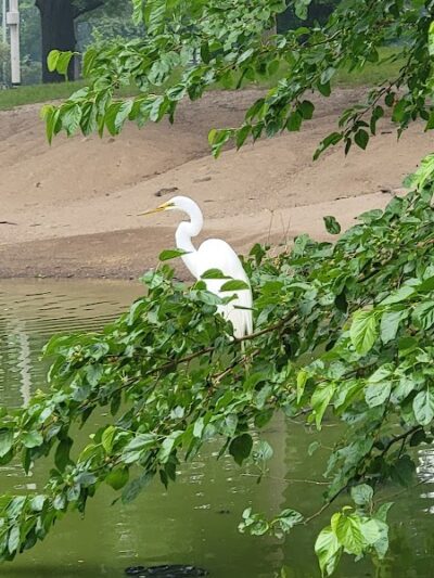 Captain Tilly Park - Jamaica, NY
