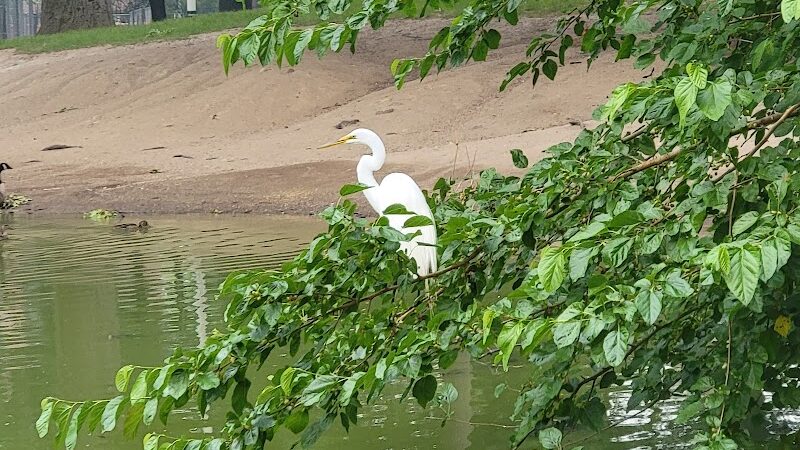 Captain Tilly Park - Jamaica, NY