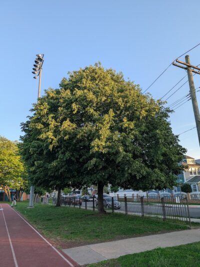 Detective Keith L. Williams Park - Jamaica, NY