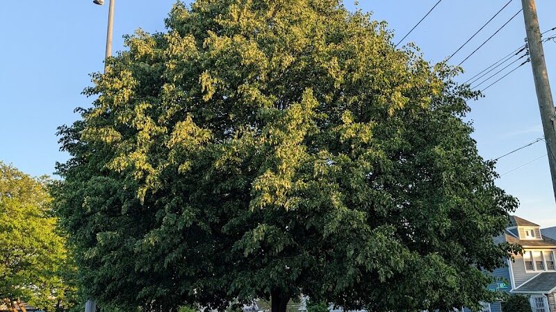 Detective Keith L. Williams Park - Jamaica, NY
