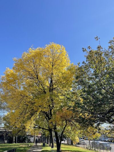 Peters Field - Jamaica, NY