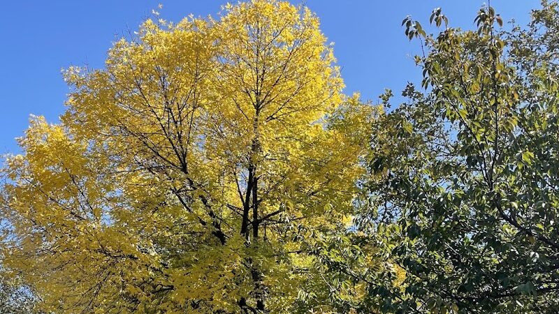 Peters Field - Jamaica, NY