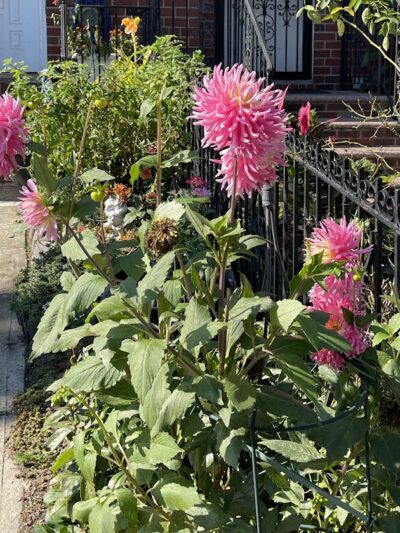Peters Field - Jamaica, NY
