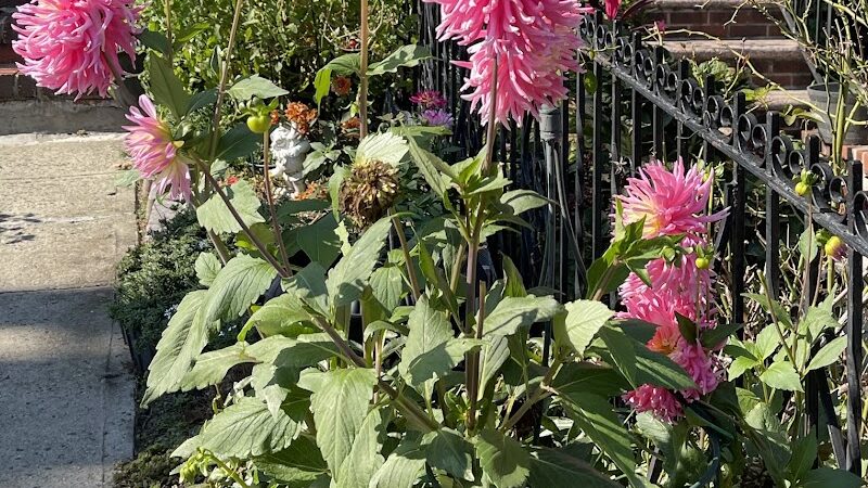 Peters Field - Jamaica, NY