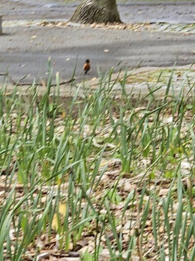 Peters Field - Jamaica, NY