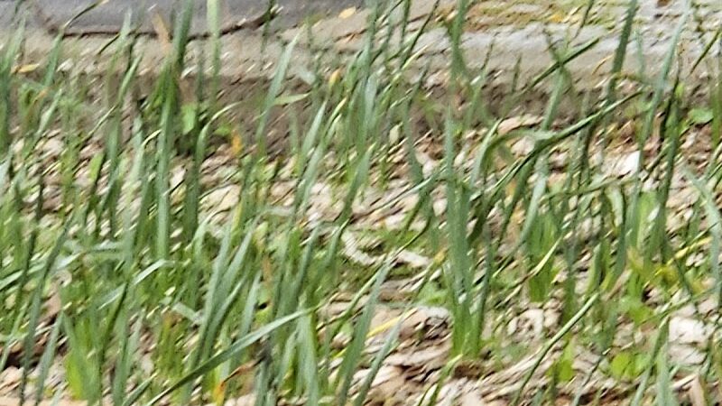 Peters Field - Jamaica, NY