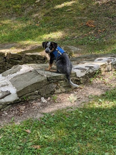 Allen Park - Jamestown, NY