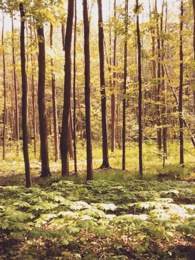 Bentley Nature Preserve - Jamestown, NY