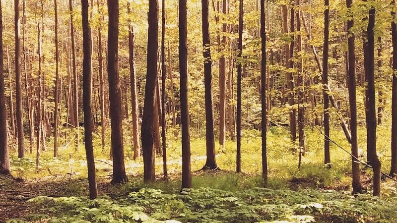 Bentley Nature Preserve - Jamestown, NY